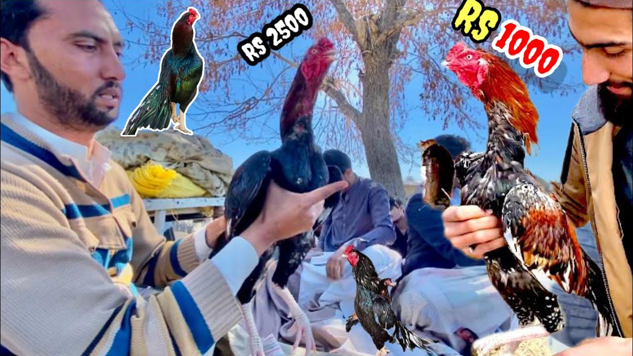 Aseel murga mandi ma sasty murge Aagye|Cheap rates|haripur mandi|