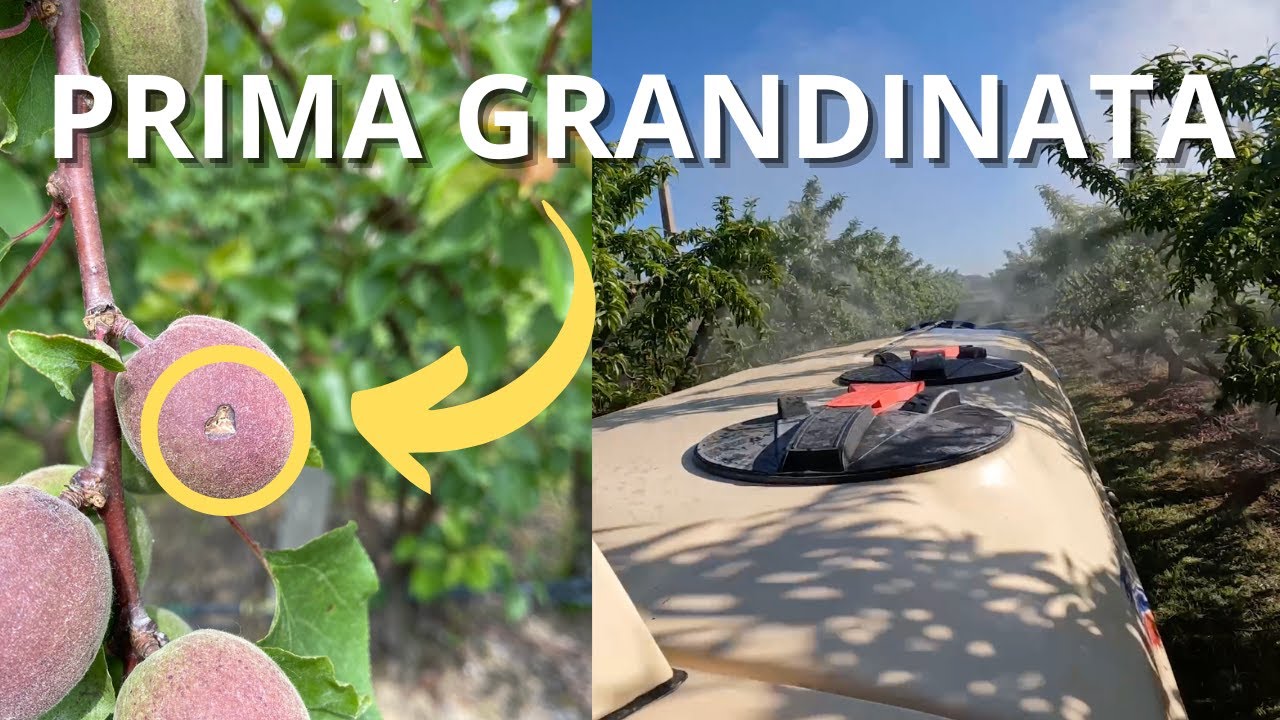 PRIMA GRANDINATA e come TRATTIAMO in questi casi !