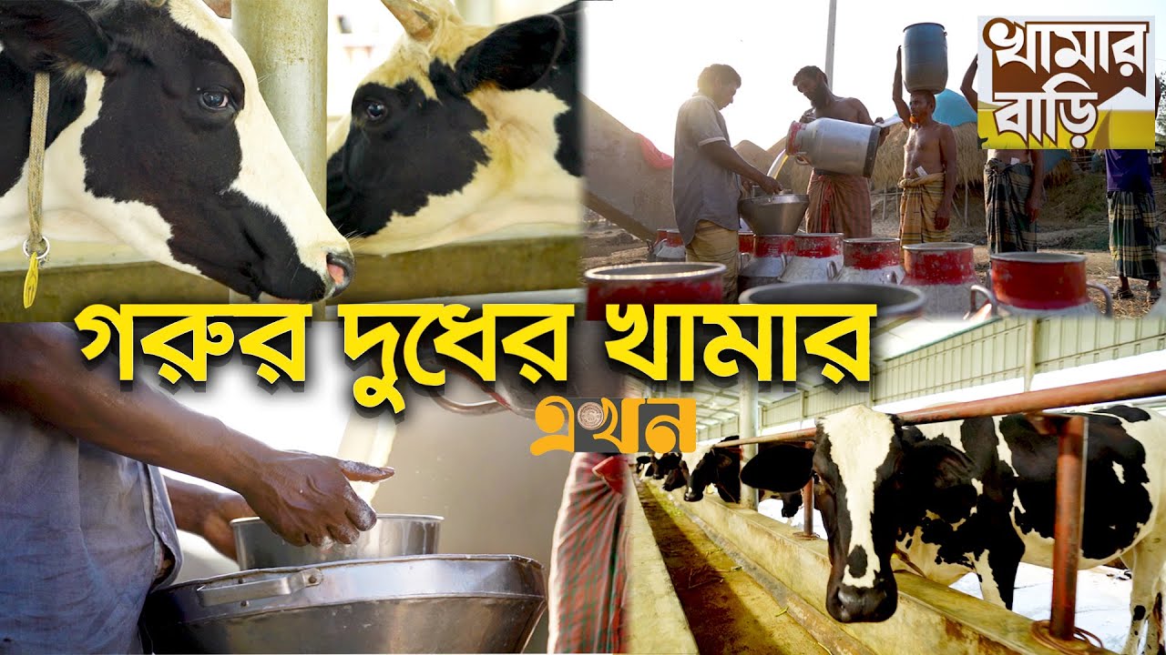 দুগ্ধ শিল্পে স্বয়ংসম্পূর্ণ হওয়ার পথে বাংলাদেশ | Dairy Farm | Khamar Bari | Ekhon TV