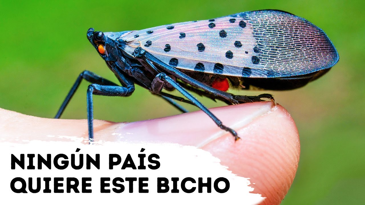 Ningún país quiere ver este bicho, y aquí está el por qué
