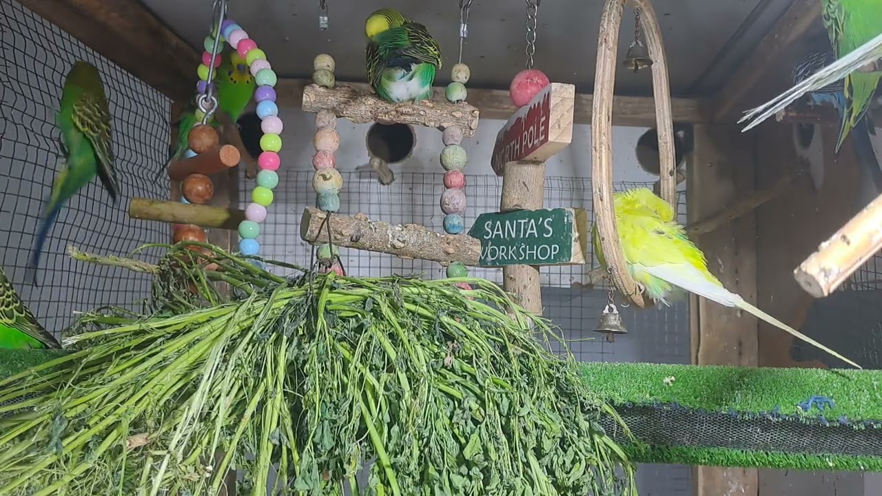 “Meet the smartest parrot on the internet 😎🦜 #Trending”