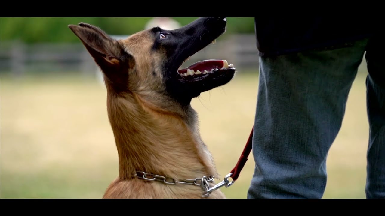 Centre Canin Marvelous Legacy (Section Ring / Mondioring)