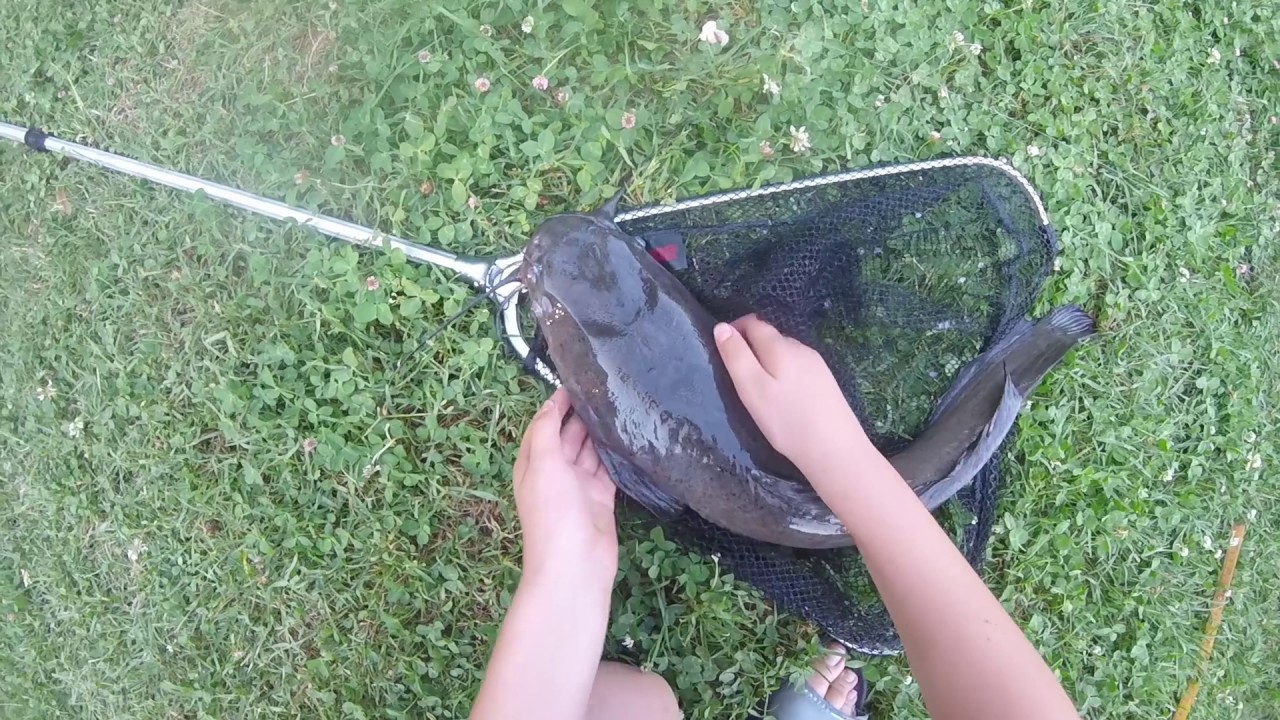 PESCA AL PESCE GATTO A GALLEGGIANTE #2