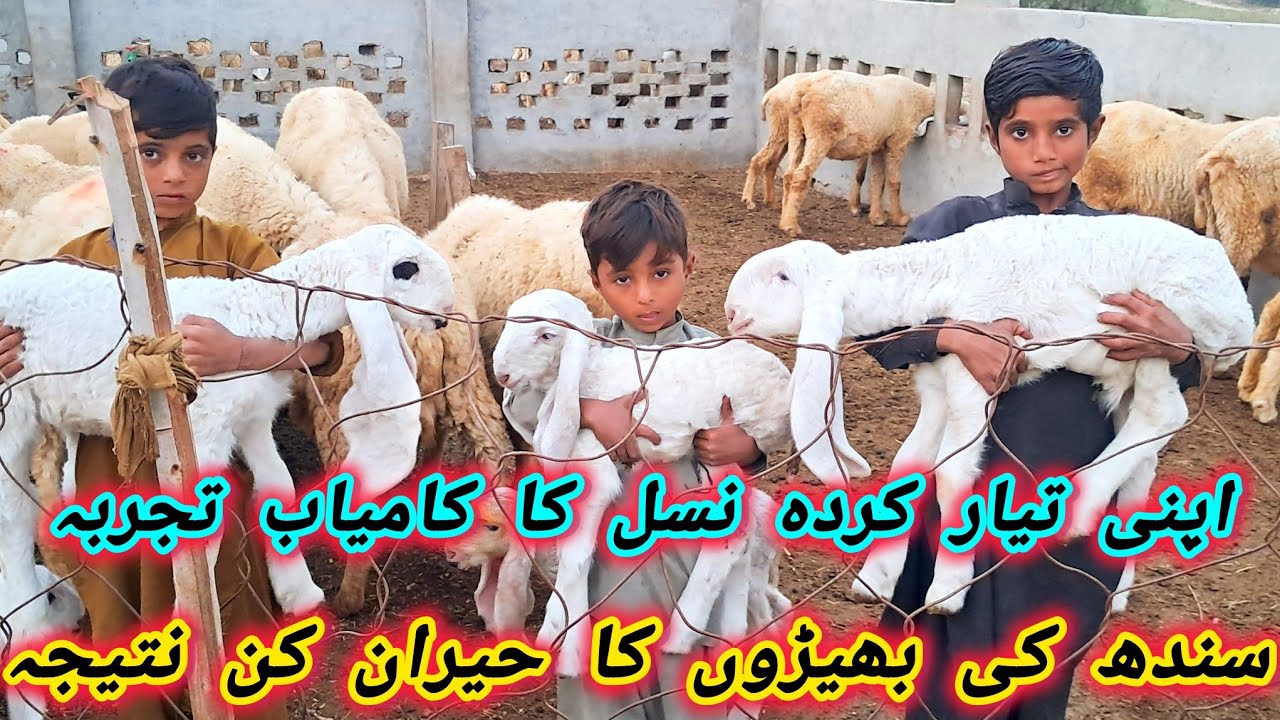 Kajla Cross Result With Sindh Sheep | My Farm Breeding result