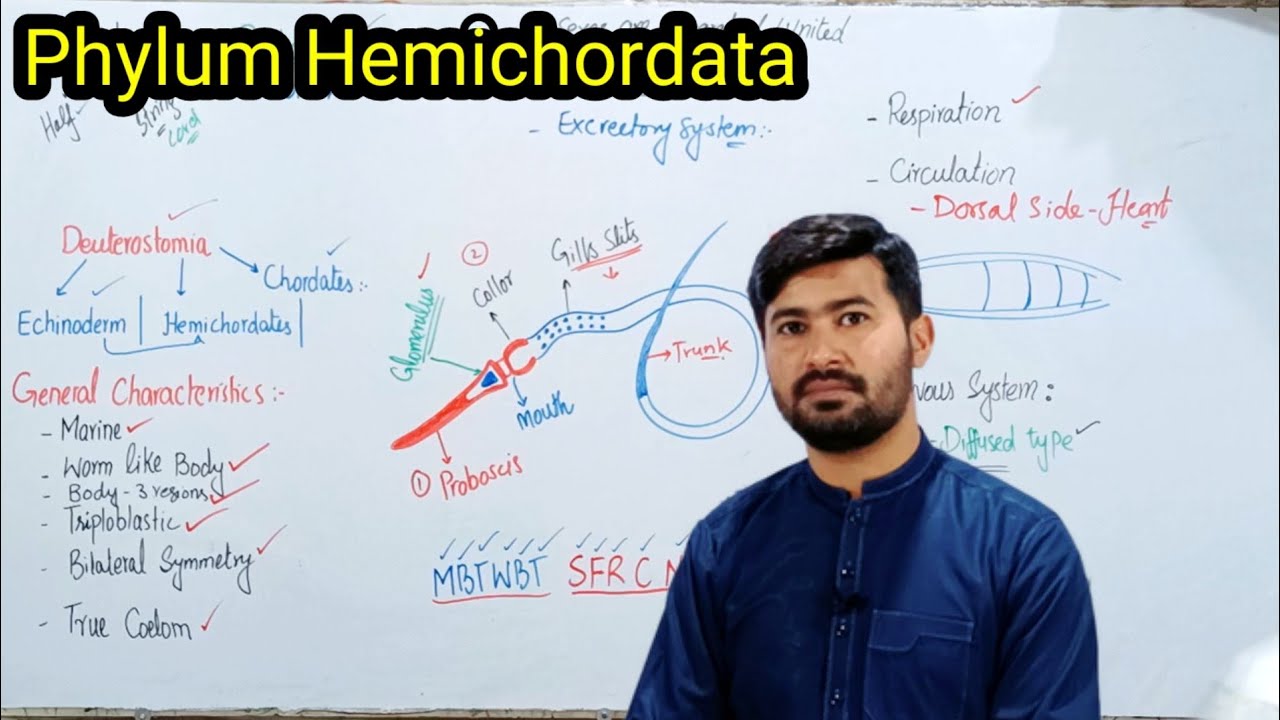 Phylum Hemichordata | General characters of Hemichordates | Fsc by irtisamsbiology