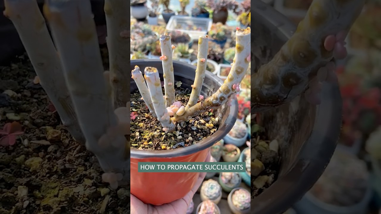 How to propagate succulent form cutting and leaves (Tips & Tricks)