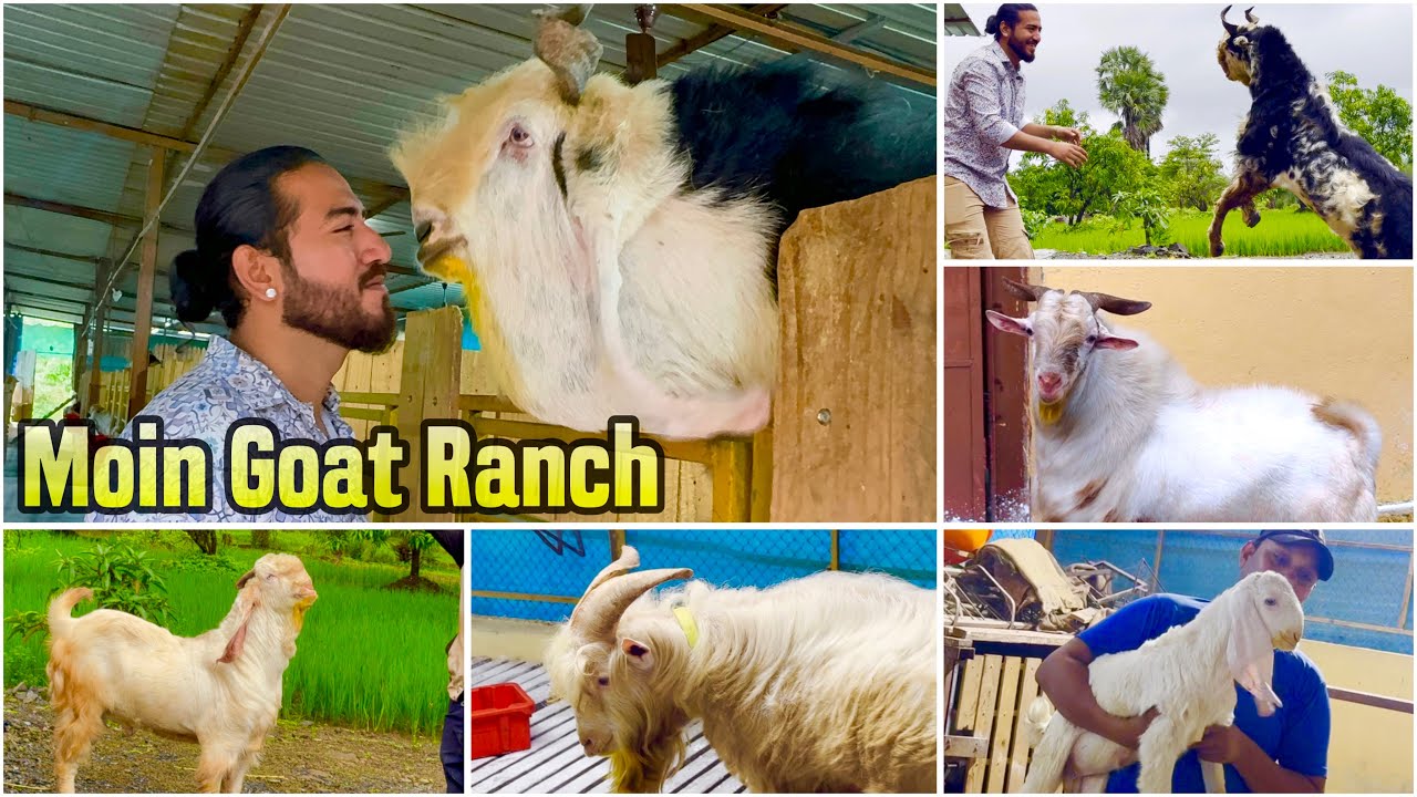 Full Farm Tour of Moin Goat Ranch, Mahapoli | Palai Open | Cleanest Farm, Abundant Saanen