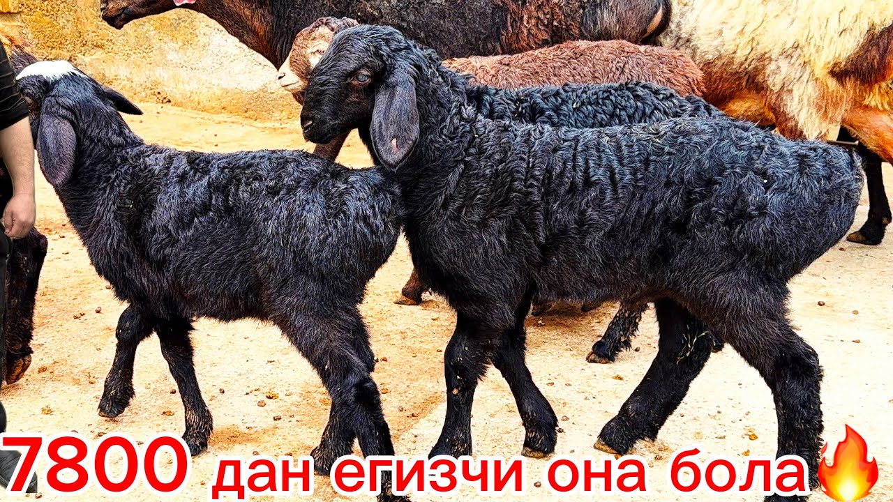 Егизак она бола қўйлар🔥3200 дан бўғоз қўйлар қўқон