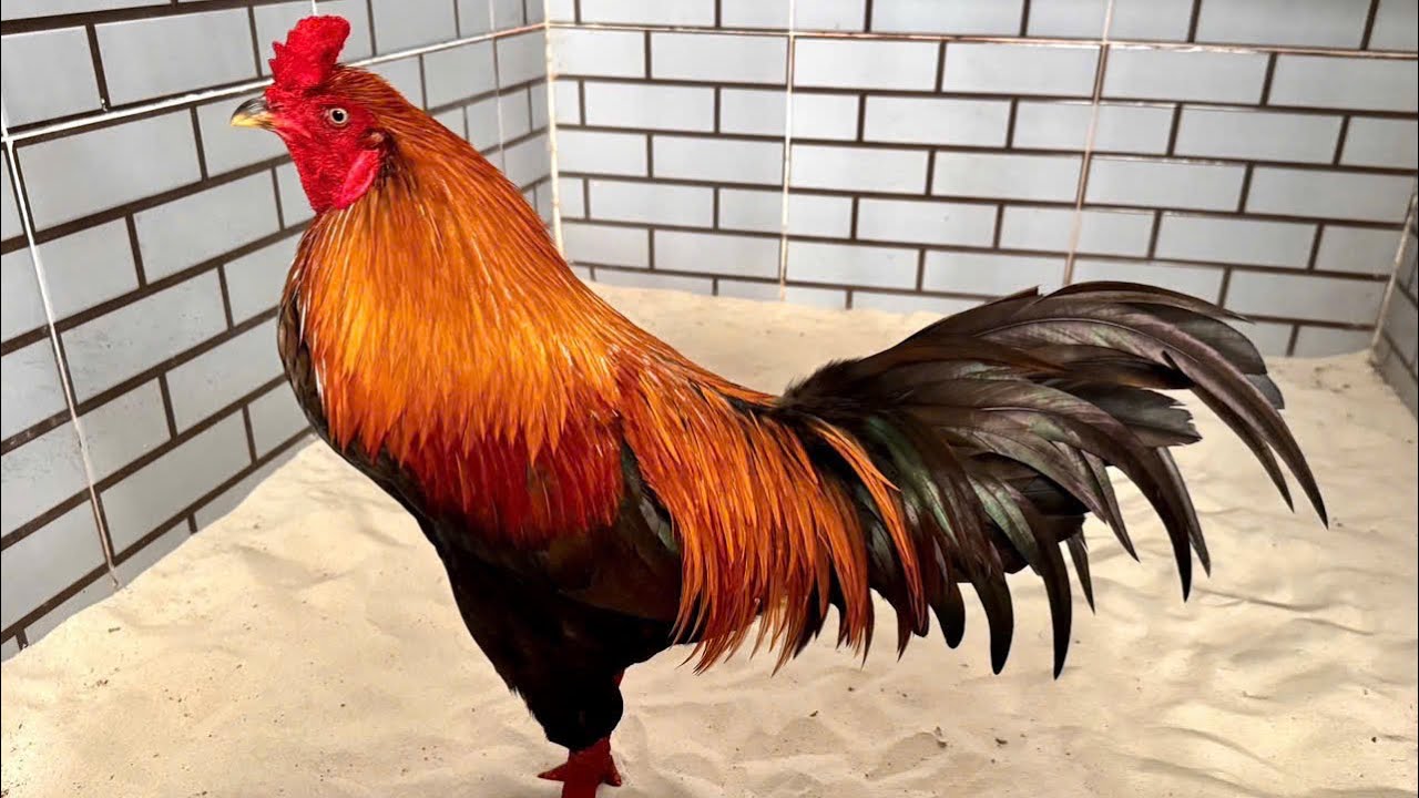 Trại Gà - Hoàng Hà || ☎️0382360959 || #thinhhanh #rooster || 15/10/2025