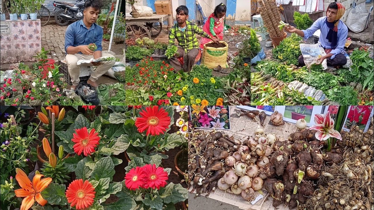 The Biggest Flower Plants Market In Kolkata Popularly Known As Tala Hat Or Galiff Street Pet Market