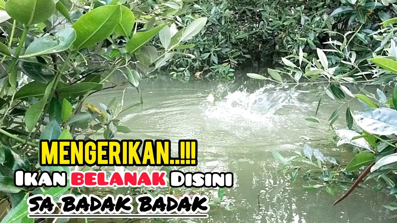 Full belanak babon..!!! spot mancing impian semua para pemancing belanak