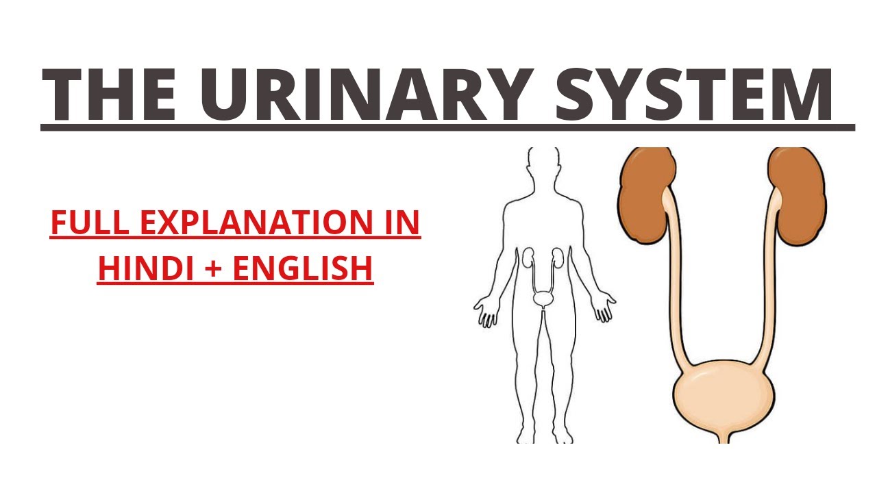 THE URINARY SYSTEM EXPLAINED IN HINDI AND ENGLISH | DETAILED VIDEO | ANATOMY | BIOLOGY |