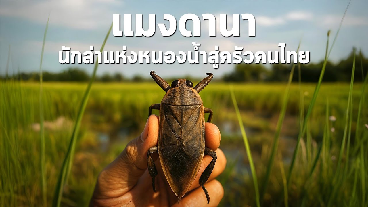 นานาสาระ ตอน แมงดานา นักล่าแห่งหนองน้ำสู่ครัวคนไทย