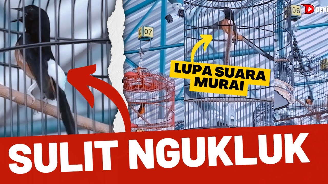 SINGO EDAN LUPA SUARA MURAI 🤣