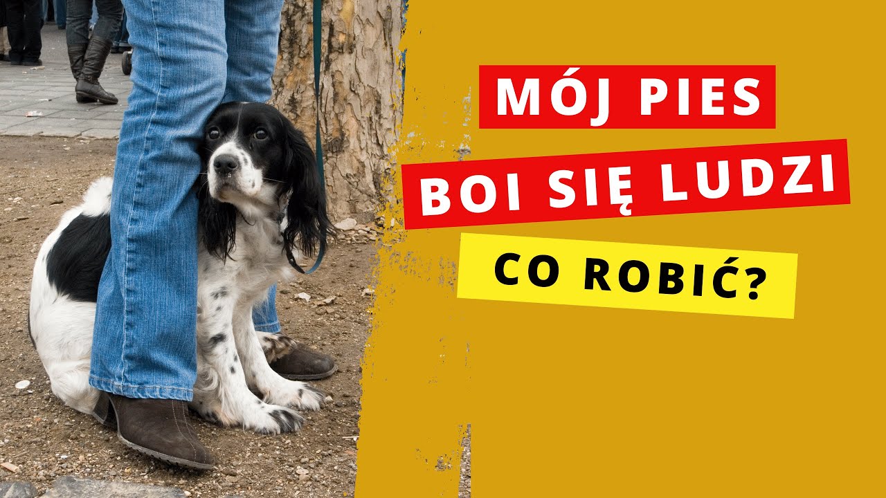 Lęk przed ludźmi. Jak pomóc psu!