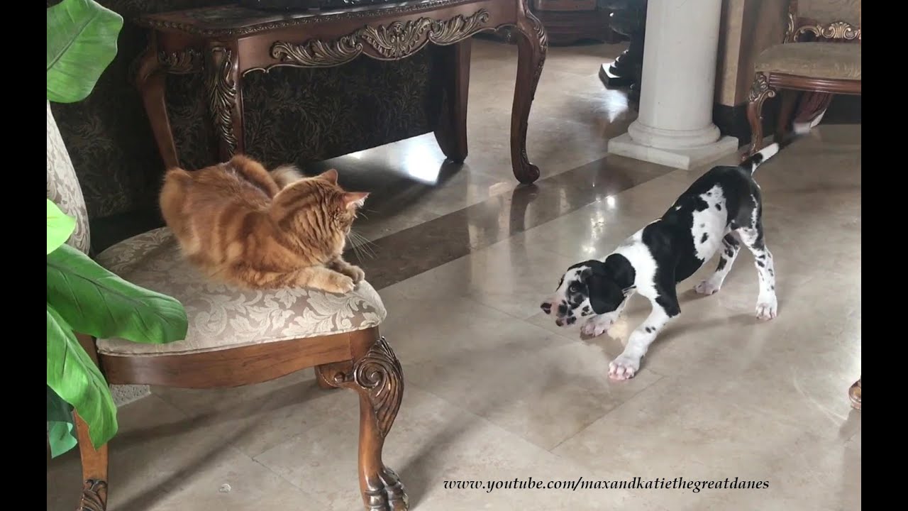 Funny Concerned Black Great Dane Checks On Puppy After Cat Gives Cats Rule Lessons & Swats