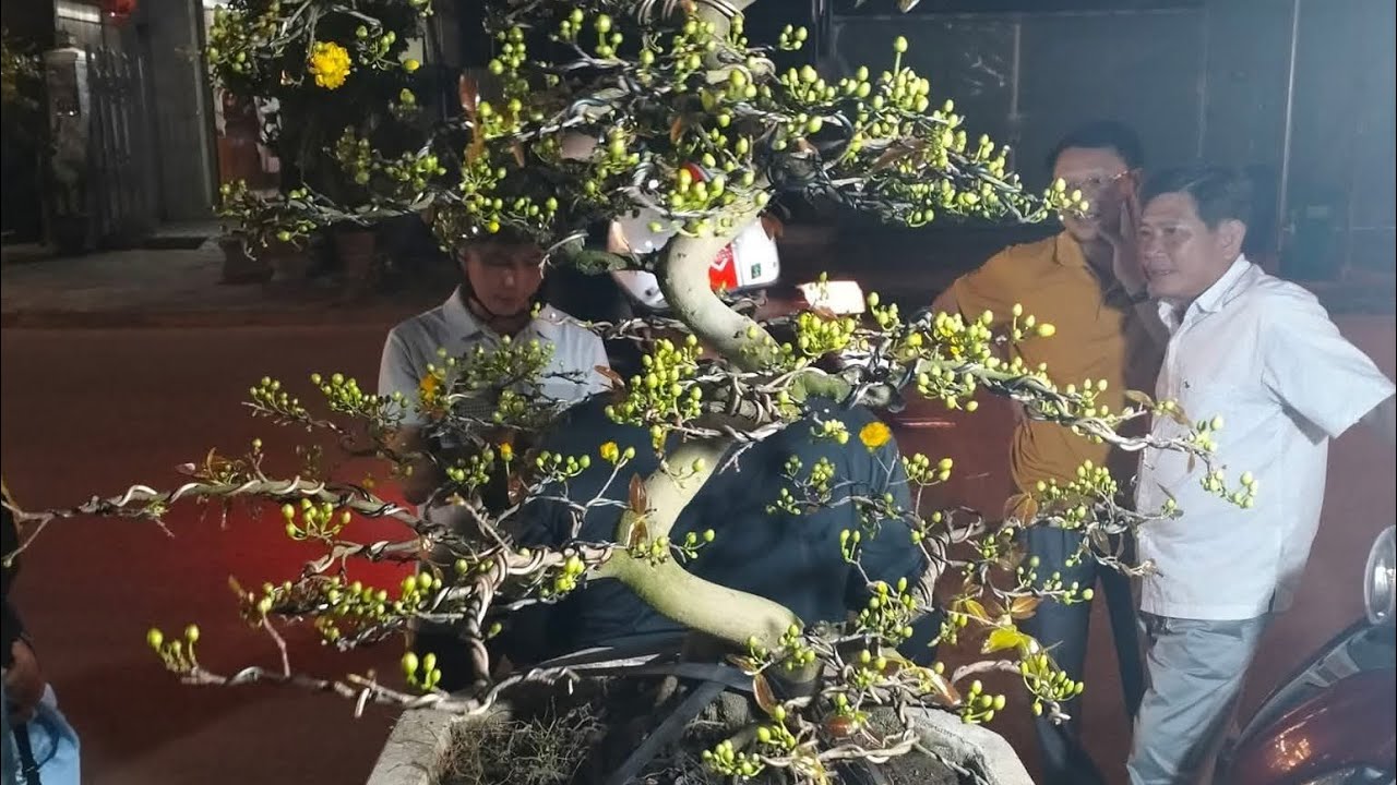 Mai vàng An Nhơn đang bung Vỏ Chấu