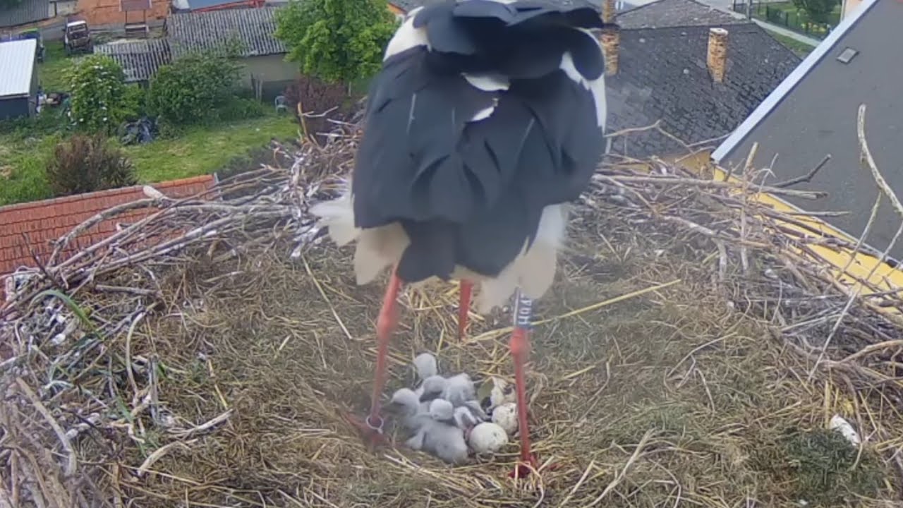 Fourth egg hatched 🐣| Congratulations Abel and Andi | White Storks (Hungary) | May 9, 2025