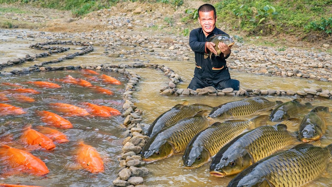 Simple Stone Trap Fishing: Dwarf Family Catches Carp in Primitive Way