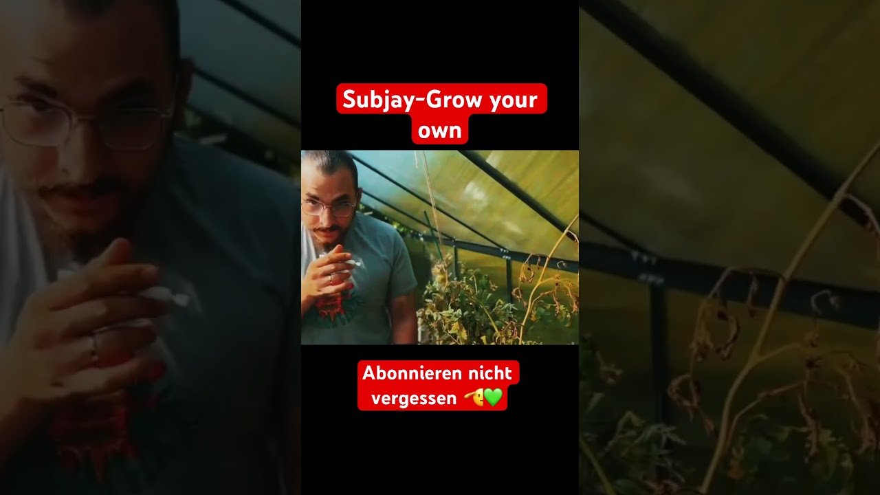 Subjay- Grow your own💚 #cannabisoutdoorgrow #diygew&auml;chshaus #mimosaxorangepunch