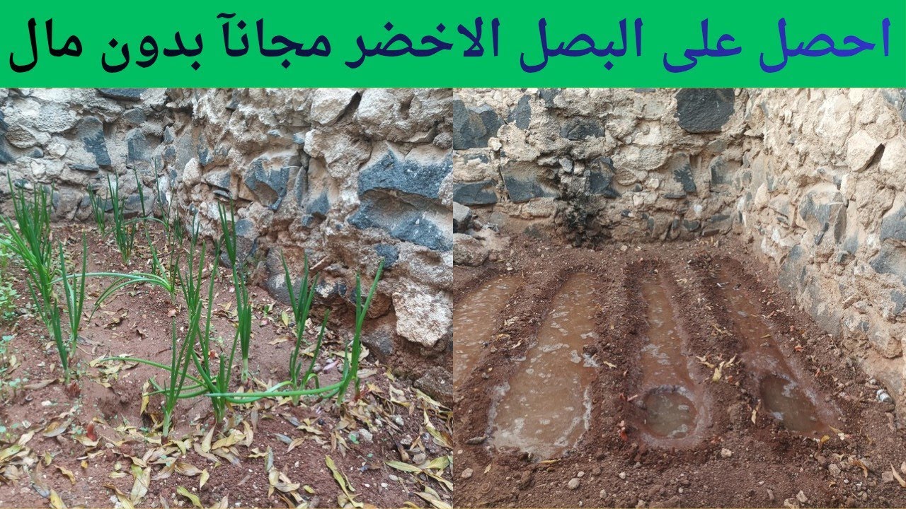 طريقة زراعة البصل الاخضر في المنزل بسهولة بدون مانخسر ولا سنت  