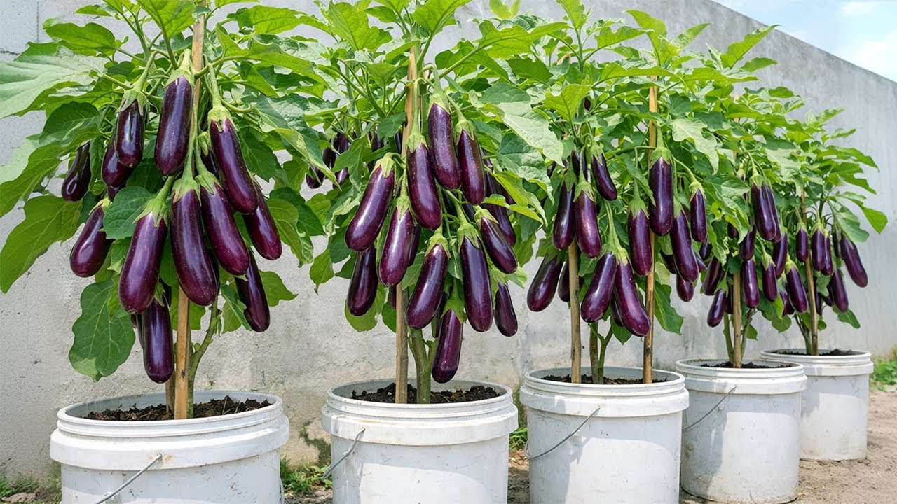 Simple Method Growing Eggplant Hack For Big Fruits and High Yields: Use Banana Method