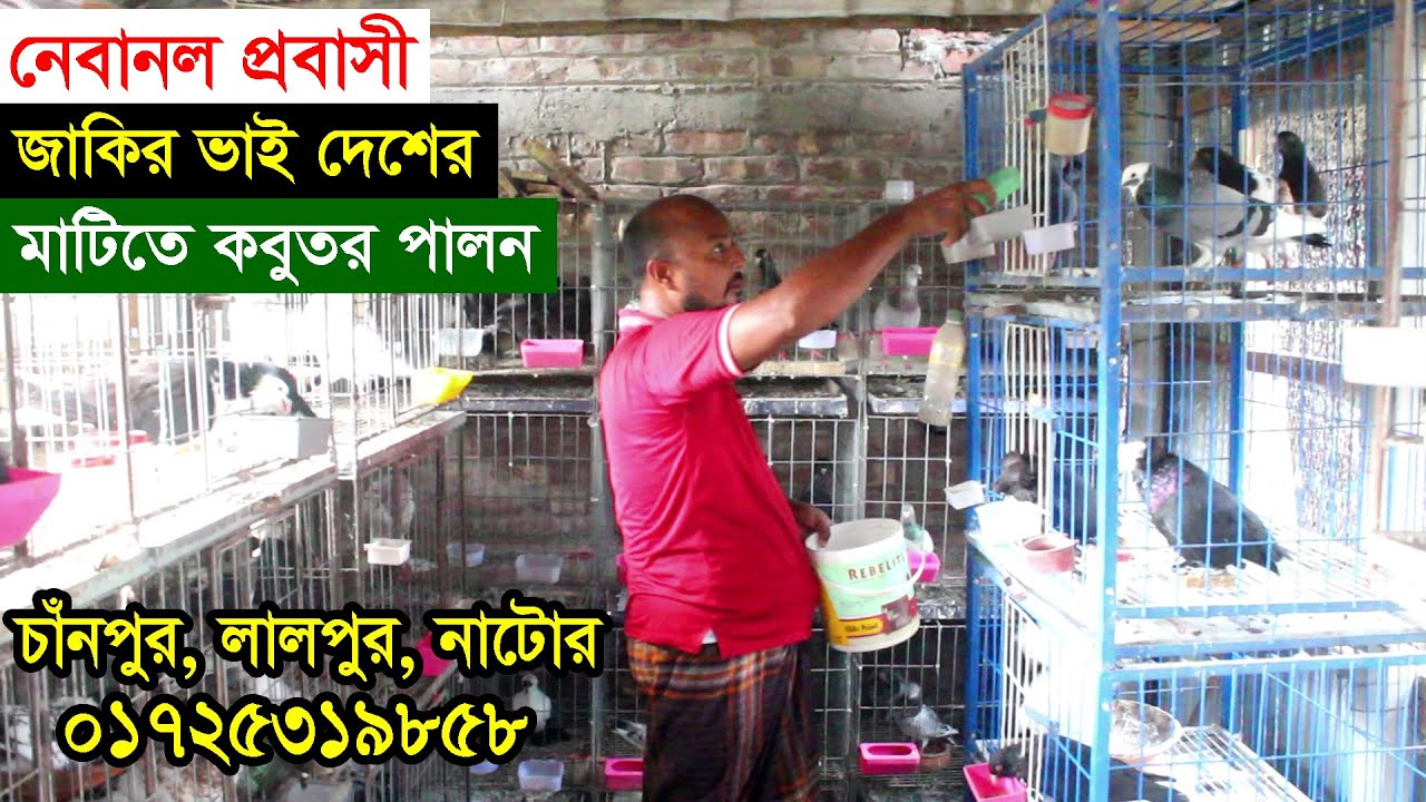 প্রবাস থেকে এসে লেবানন প্রবাসীর দেশে কবুতর পালন পদ্ধতি | নতুনদের জন্য দিলেন গুরুত্বপূর্ণ পরামর্শ |