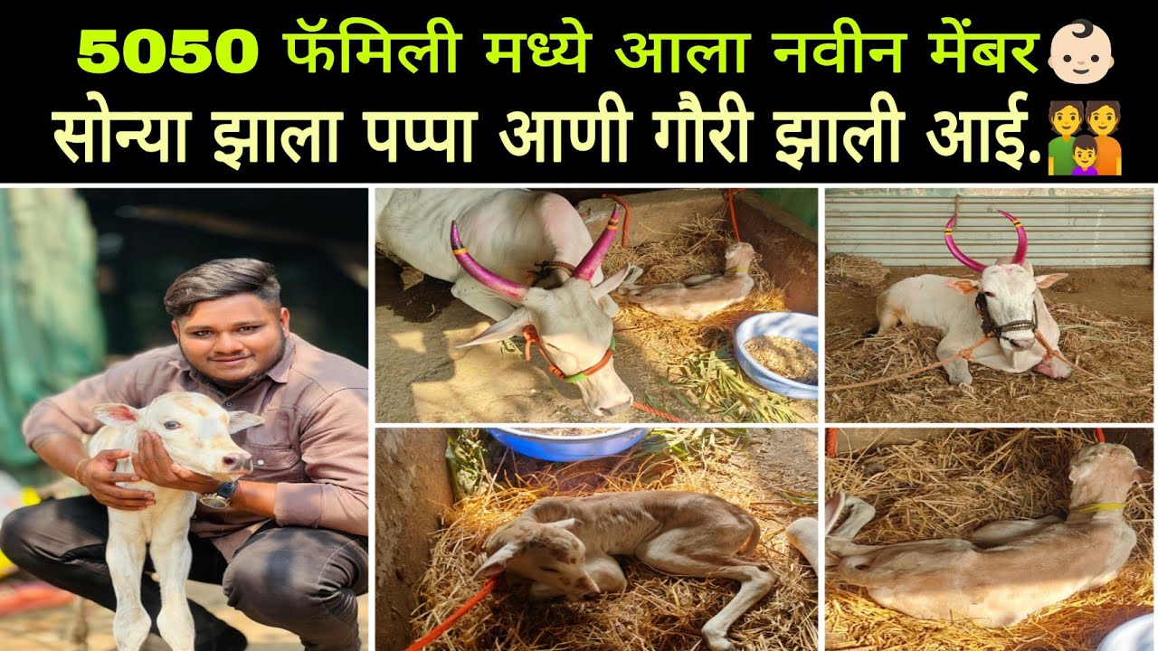 सोन्या झाला पप्पा | गौरीला झाला वासरू | सेम टू सेम सोन्याच | 5050फेमिली मध्ये नवीन फेमिली मेंबर |