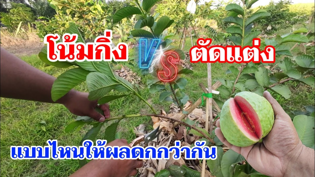 โน้มกิ่งต้นฝรั่ง vs ตัดแต่ง แบบไหนให้ผลดกกว่ากัน วิธีตัดแต่งต้นฝรั่งให้ผลดก| พี่ต้อม เกษตรอินทรีย์