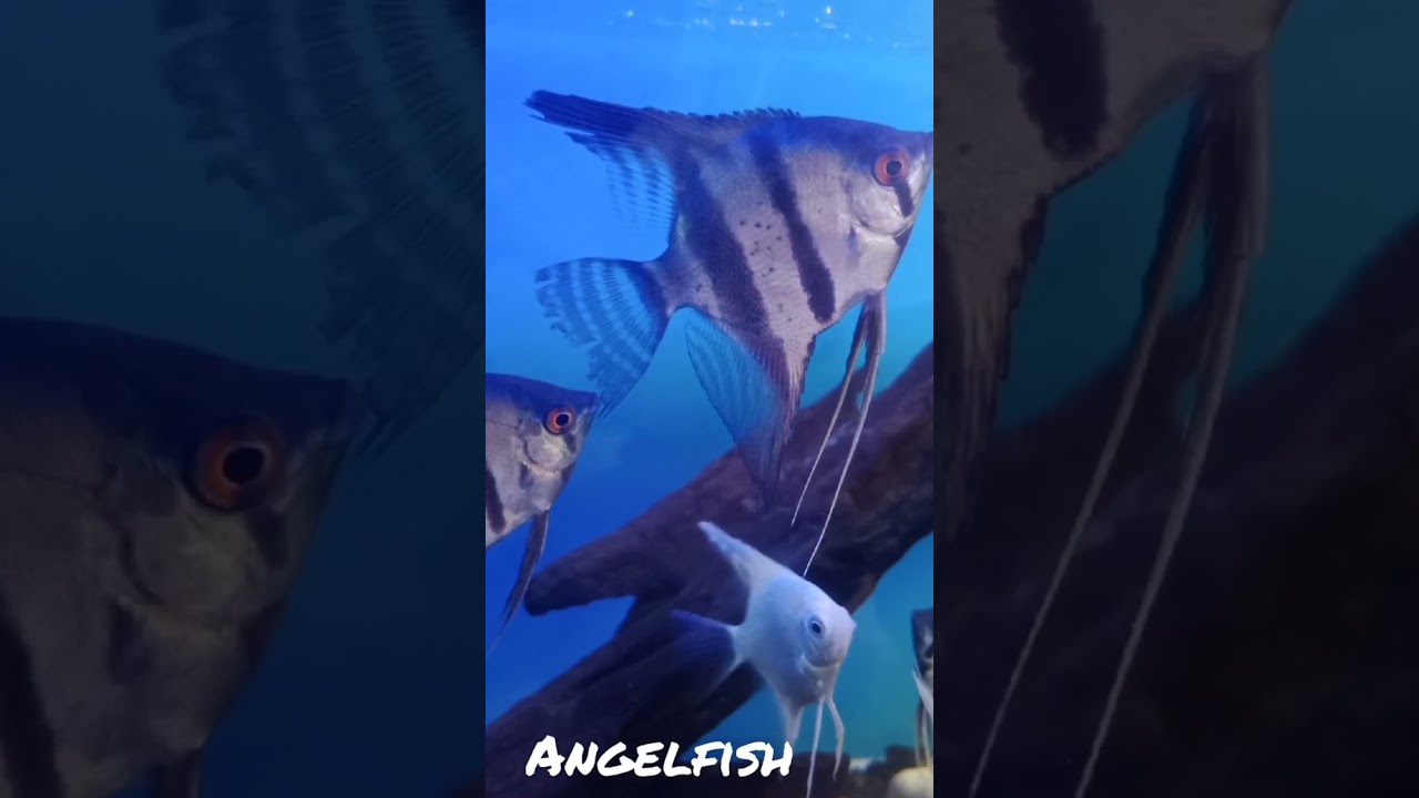 angelfish #manfish #angelfish #angelfishtank