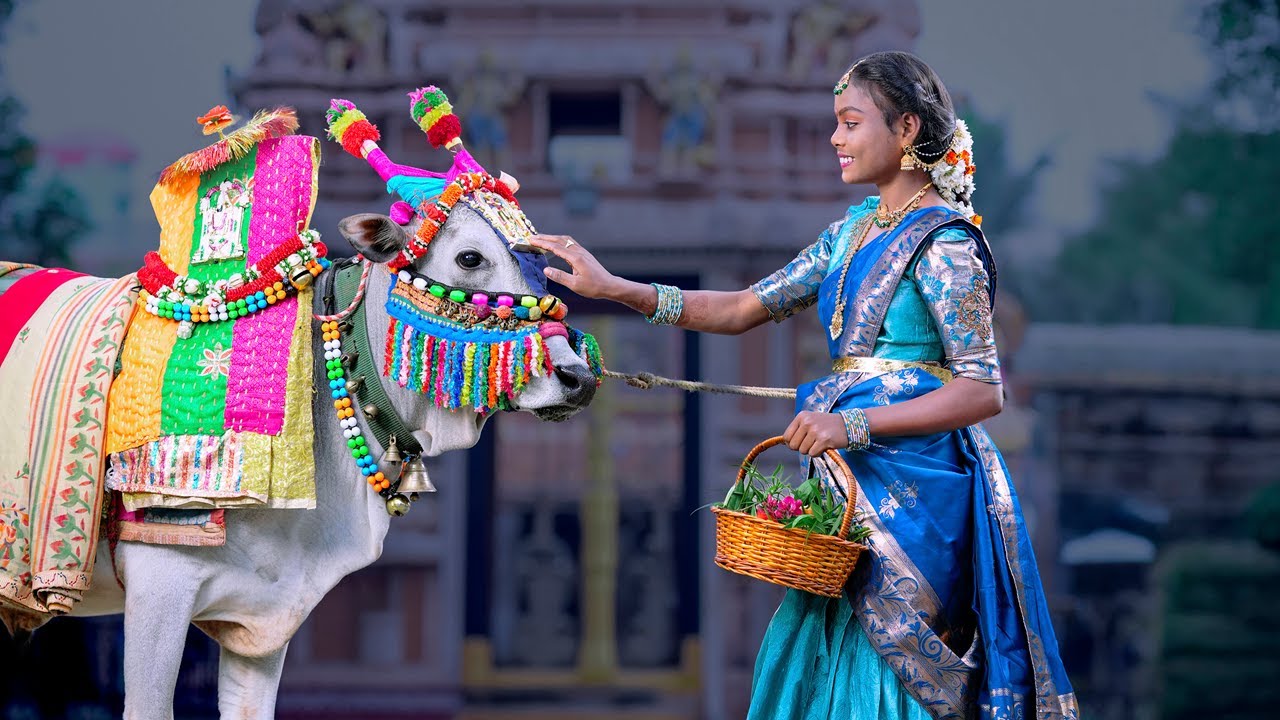 Siri Half Saree  Song //2026