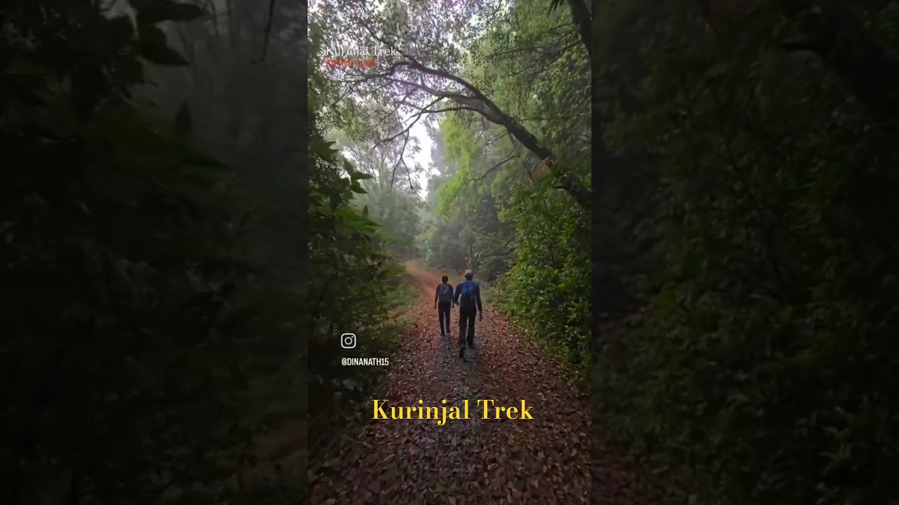 Mystic forest trail &ndash; Kurinjal Trek adventure! 🌲⛰️
