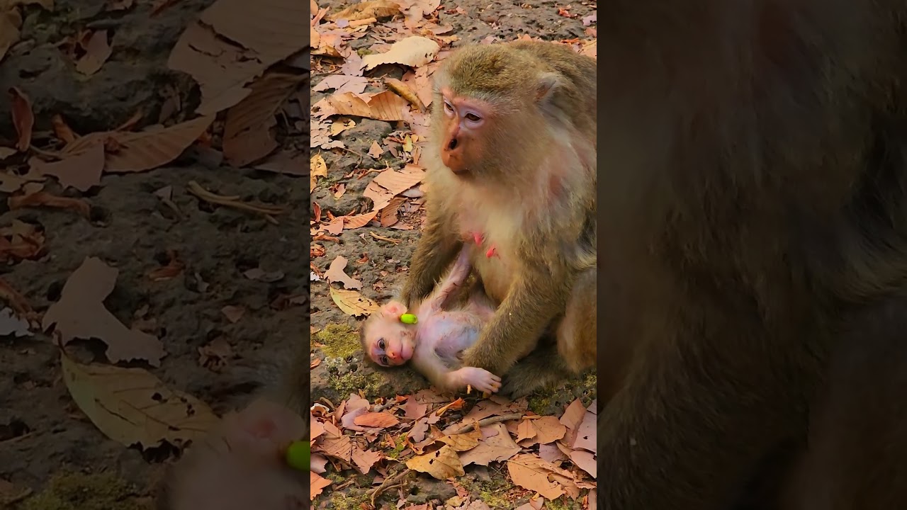 Beautiful lovely attractive incredible action baby monkey #shorts  #animals #babyprimate #cute #baby