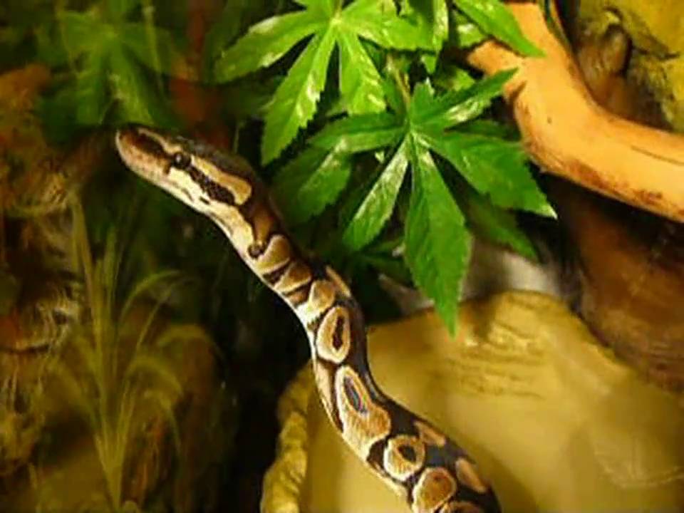 Pyton Kr&oacute;lewski - Python Regius - Ball Python - K&ouml;nigspython - Royal python - Kr&aacute;lovska krajta