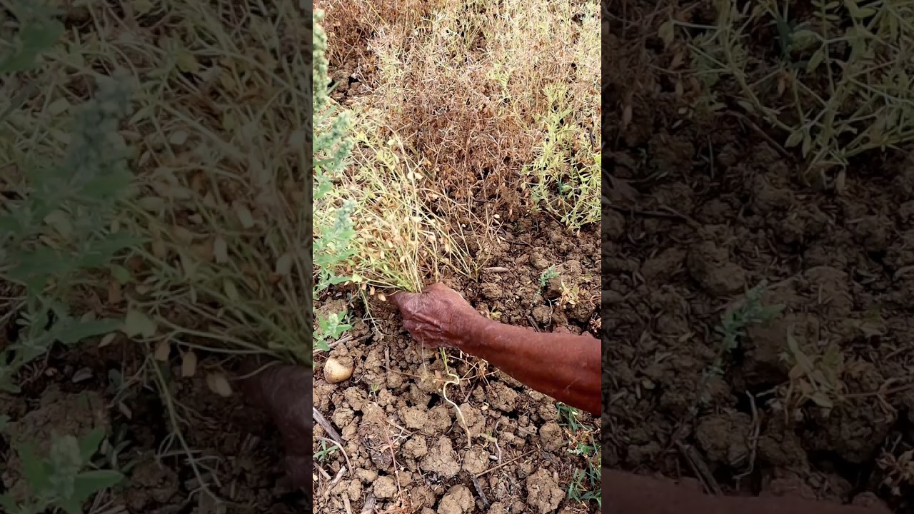 Harvesting & Threshing of Lentil #shorts