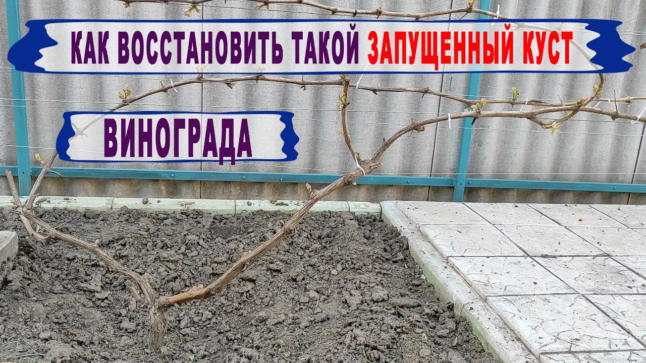 🍇 Сделай ЭТО ПРЯМО сегодня! Как омолодить ЗАПУЩЕННЫЙ или СТАРЫЙ куст винограда. Нужны ЭТИ почки!