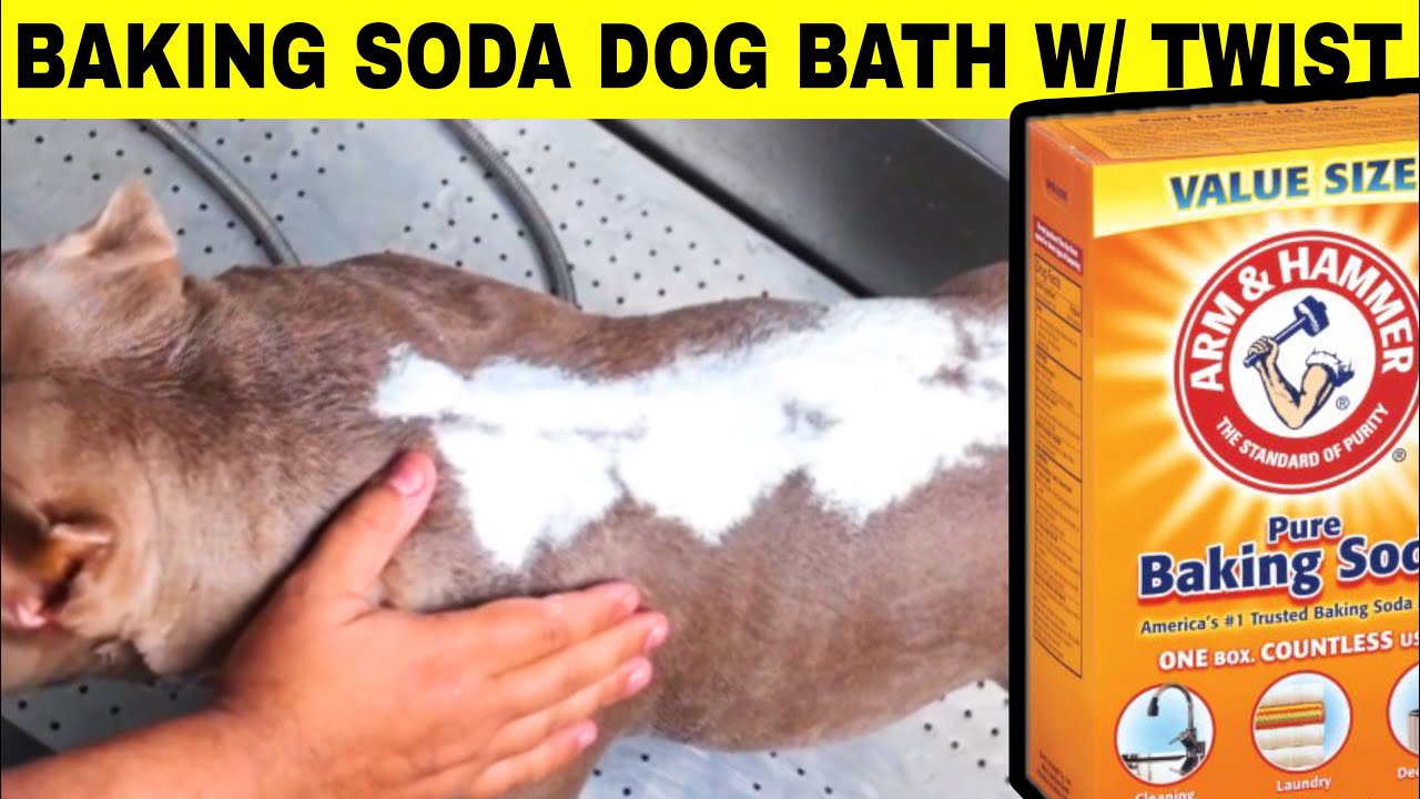 Baking Soda Bath For Dogs‼️ Stops Skin Problems Fast (Home Remedy)