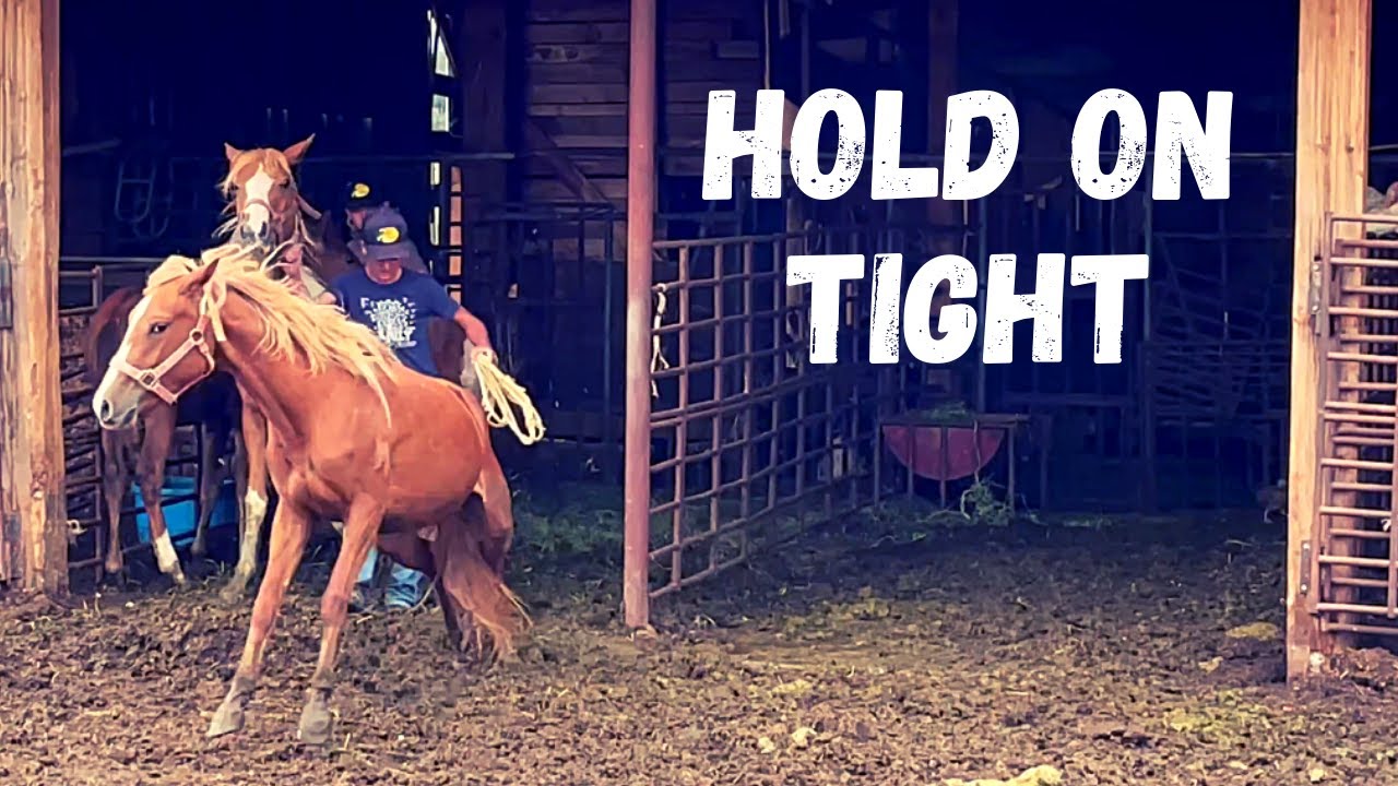 A Horse SAVED from SLAUGHTER