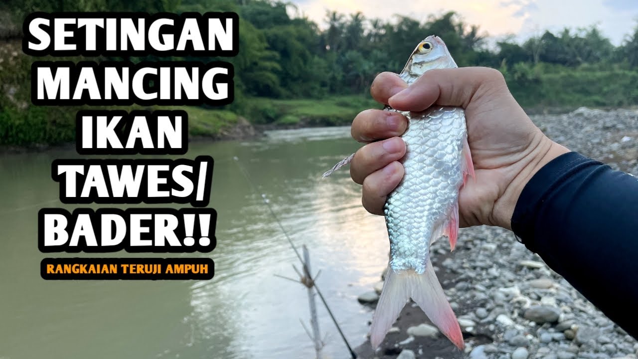 SETINGAN MANCING IKAN TAWES!! Mancing ikan tawes/bader di spot Bogowonto