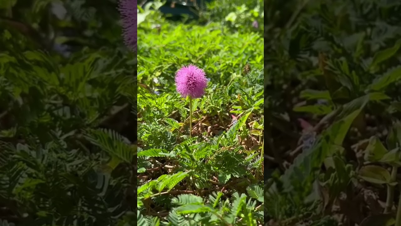 What native flowers should you plant in April? ￼