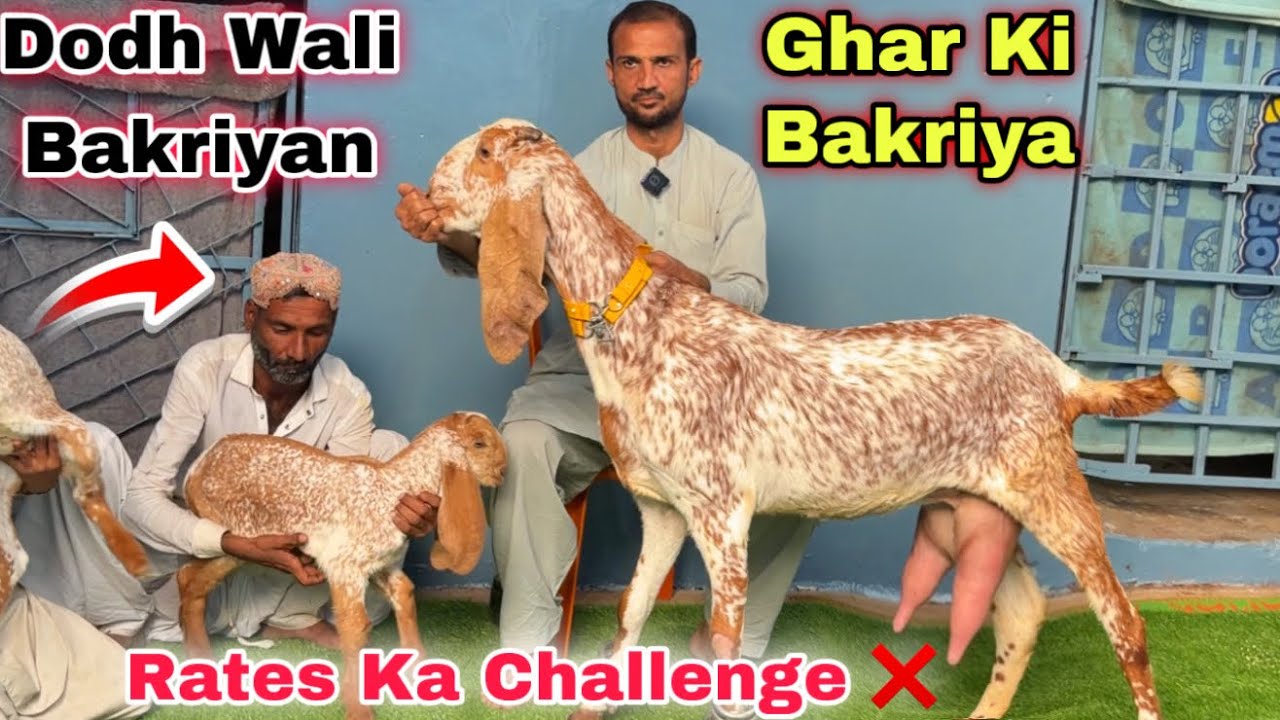 Ghar Me Karachi Ki Sasti Bacho & Dodh Wali Bakriyon Ki Mandi😍 Nana Goat Farm | Lalukhet Bakra Mandi 