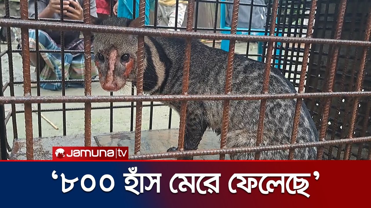 নেত্রকোনায় বিরল প্রজাতির গন্ধগোকুল উদ্ধার | Netrokona | Rescue | Gandagokul | Jamuna TV