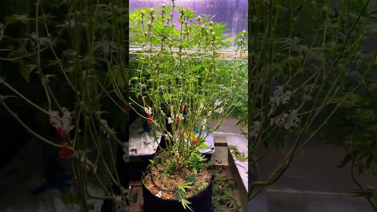 Day 21 defoliation!