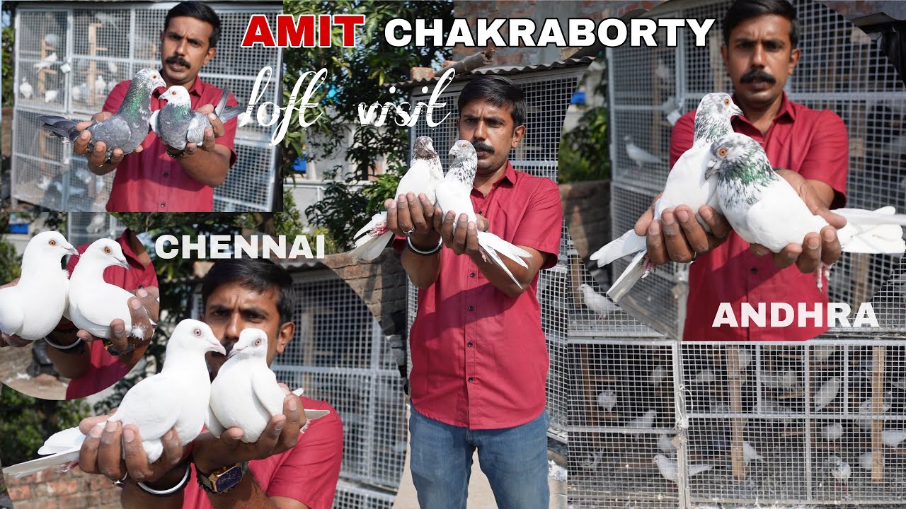 AMIT CHAKRABORTY ANDHRA & CHENNAI PIGEON LOFT VISIT , BEHALA KOLKATA -8910139718