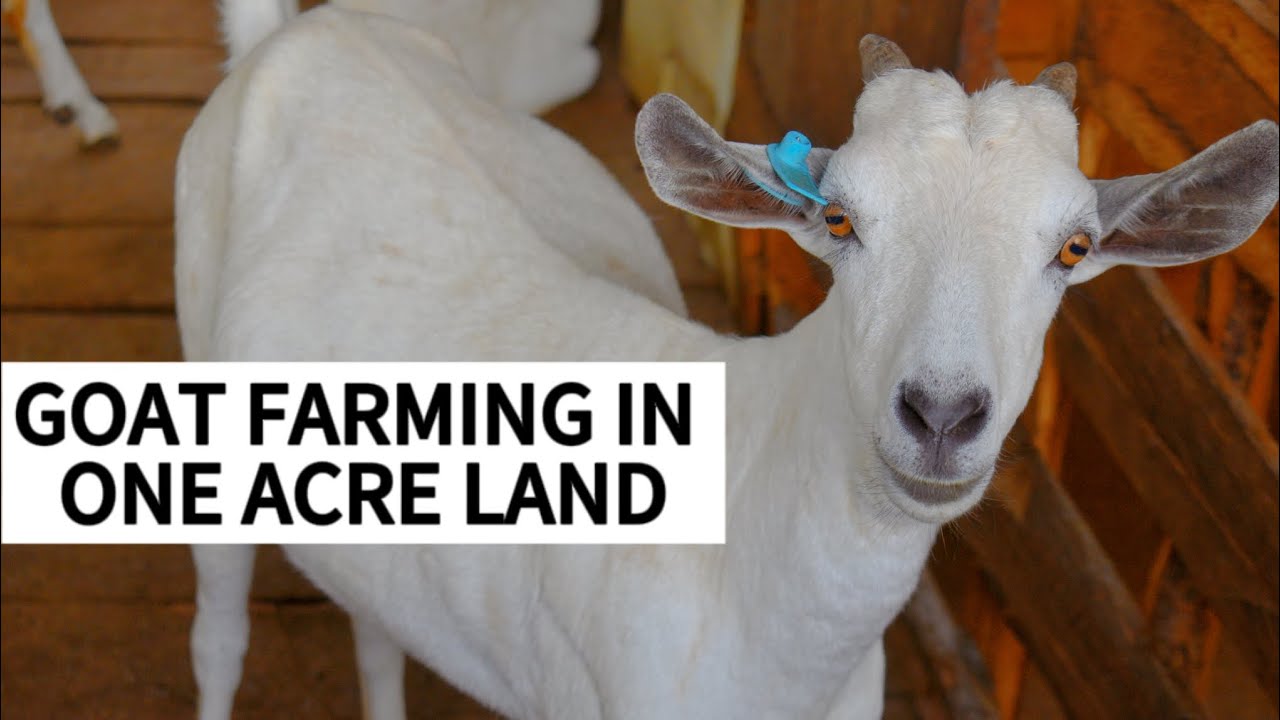 RAISING GOATS IN ONE ACRE LAND SPACE STRATEGIC GOAT FARMING TIPS FOR GALLA, BOER, & SAVANNAH GOATS