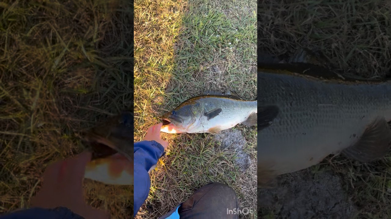 Big bass! 