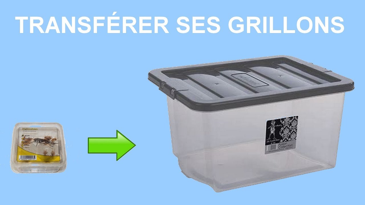 TRANSFÉRER SES GRILLONS