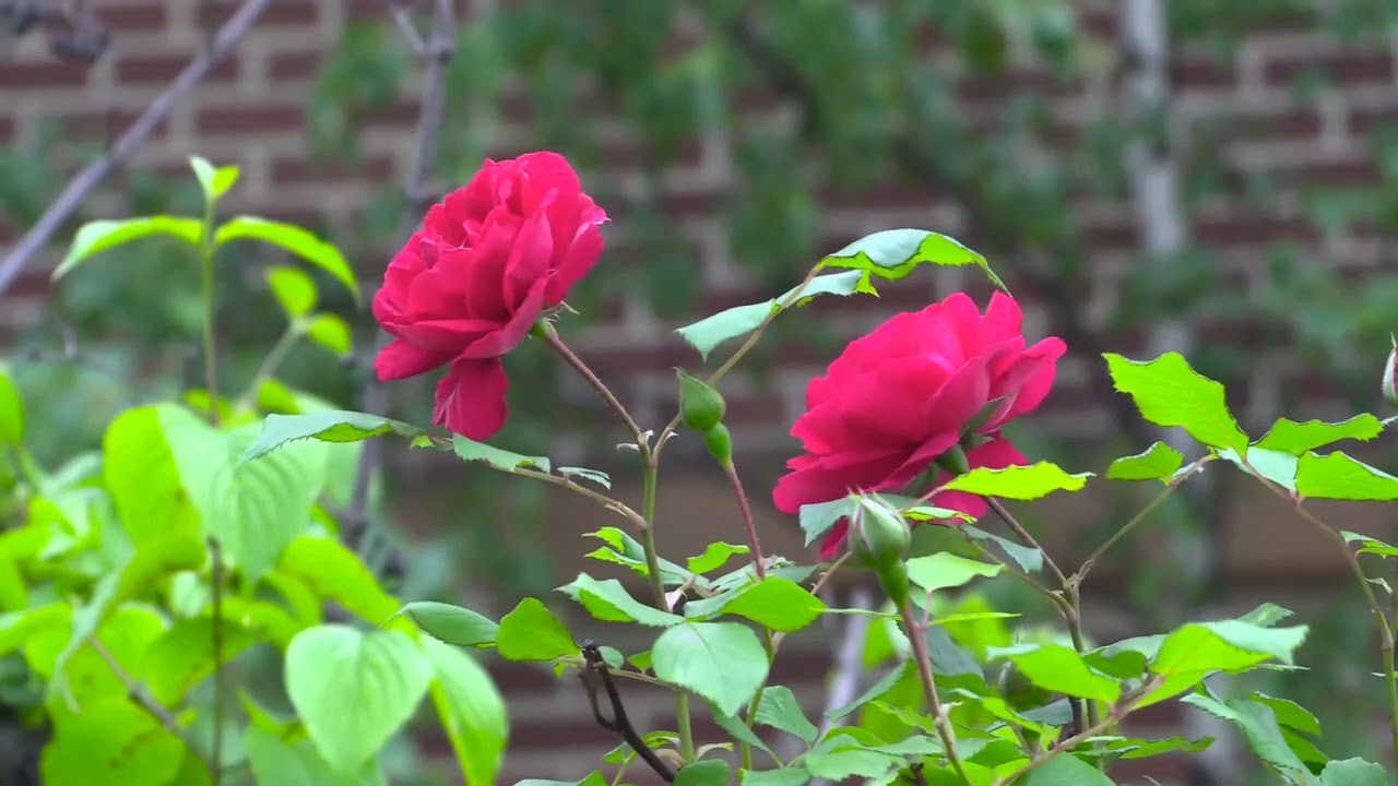 Modern Dubstep Type Beat Bad Manners Rose Bee Flower Insect Arch Ancient Building Verona