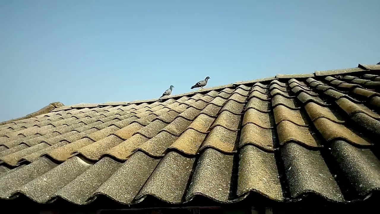 Parewa  haru yudeko, hernus bichitrako video