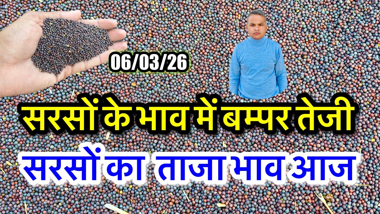 नई सरसों का ताजा भाव आज का, सरसों के भाव में आया जोरदार उछाल देखें भाव, #sarso_ka_bhav #sarsonkebhav